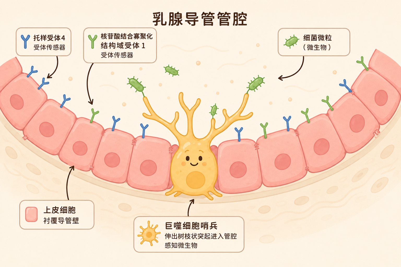 乳腺导管管腔截面图，展示免疫感知系统